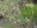 Centranthus angustifolius